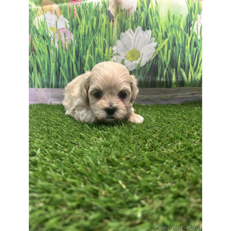 販売中の神奈川県のミックス犬-399427の2枚目