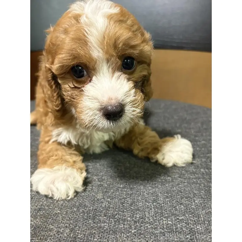 販売中の福岡県のミックス犬-399435の1枚目
