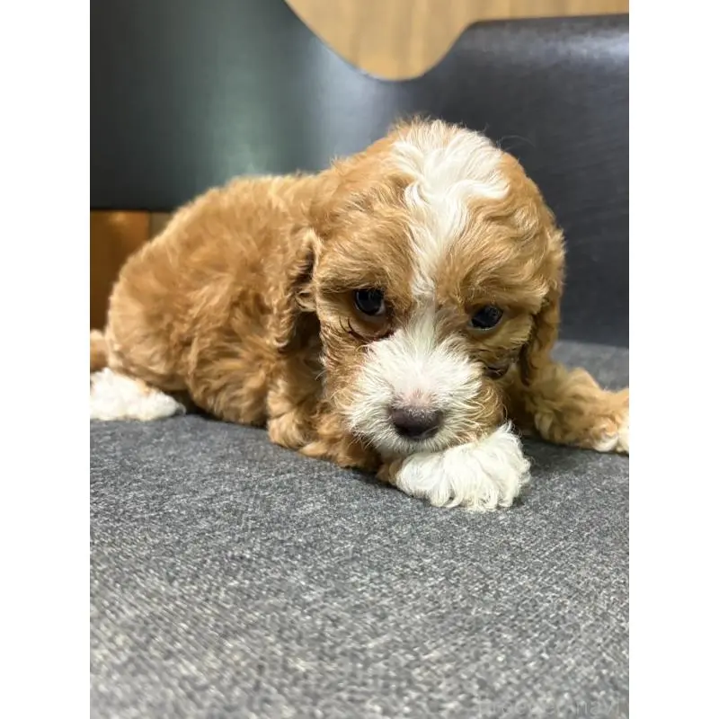 販売中の福岡県のミックス犬-399435の3枚目