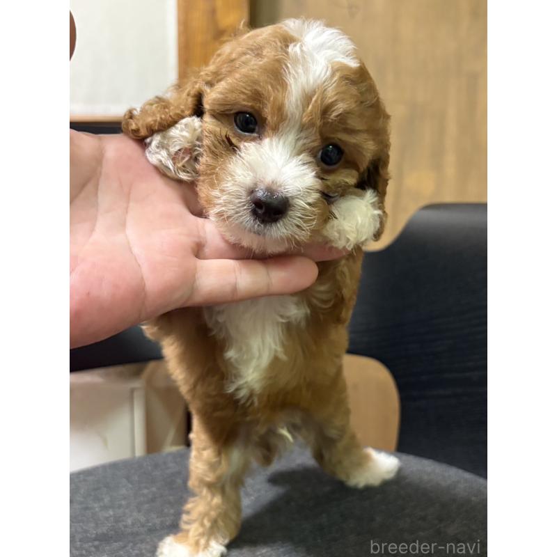 販売中の福岡県のミックス犬-399435の2枚目