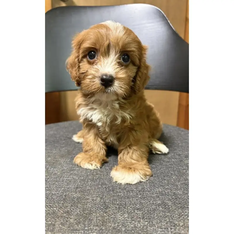 販売中の福岡県のミックス犬-399436