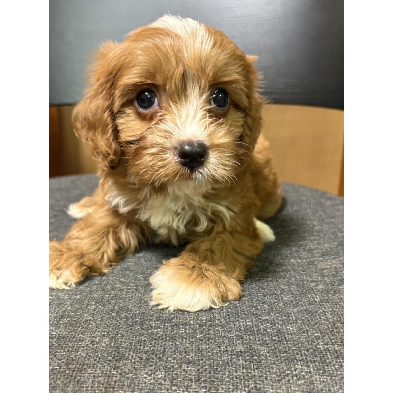 販売中の福岡県のミックス犬-399436の3枚目