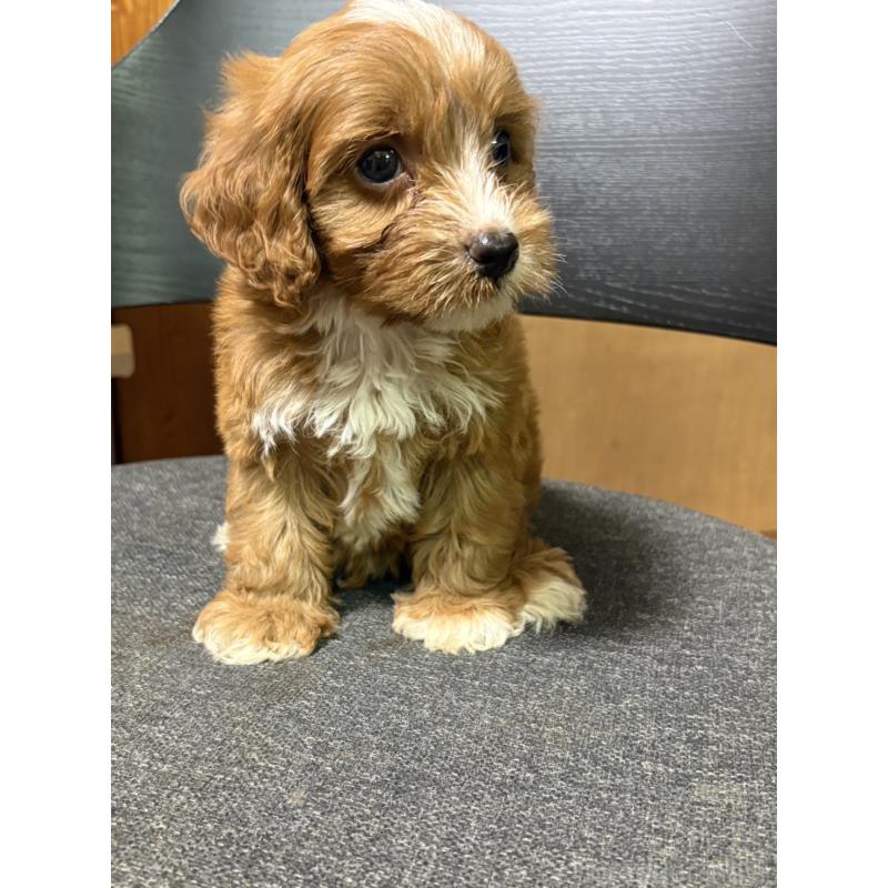 販売中の福岡県のミックス犬-399436の2枚目