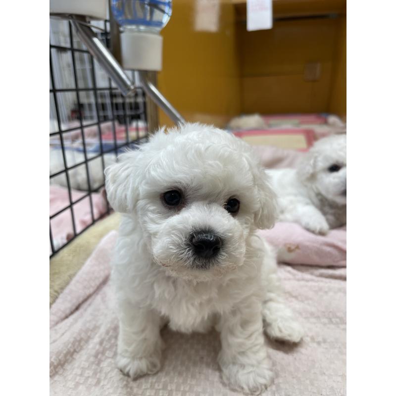 販売中の北海道のビションフリーゼ-395549