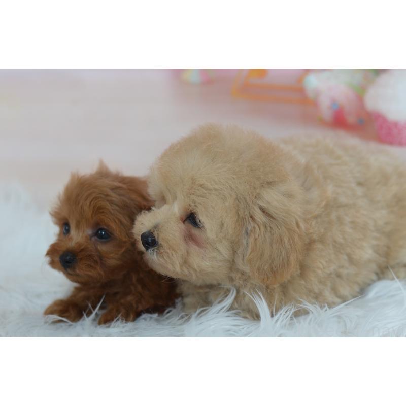 販売中の埼玉県のミックス犬-392914の10枚目