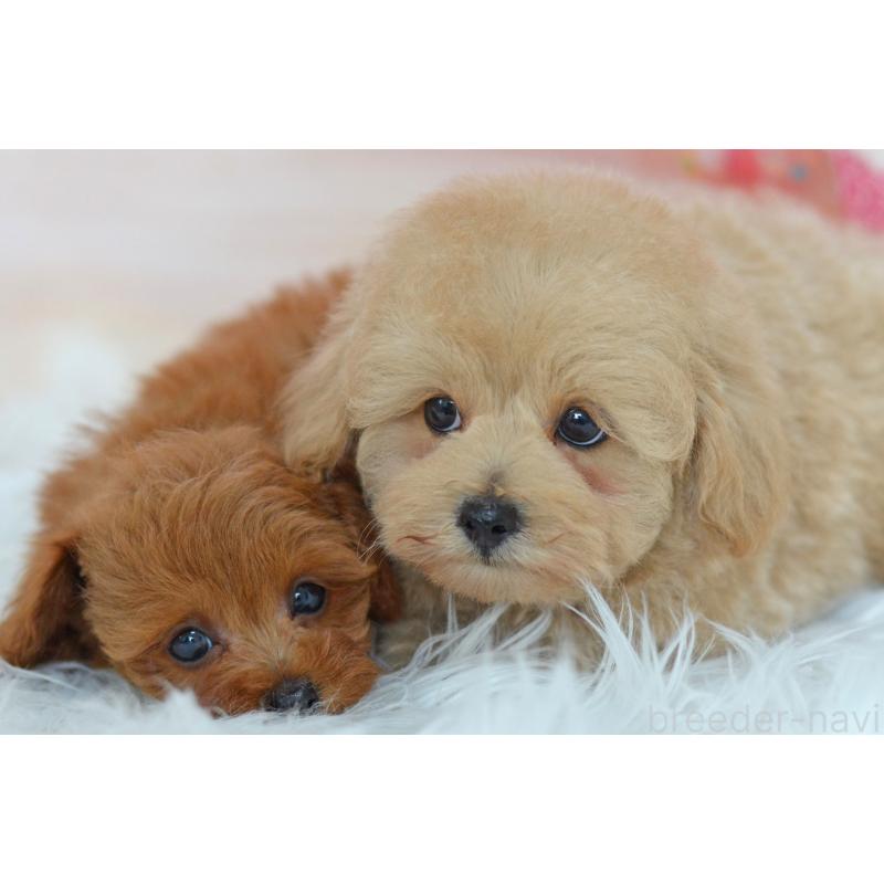 販売中の埼玉県のミックス犬-392914の9枚目