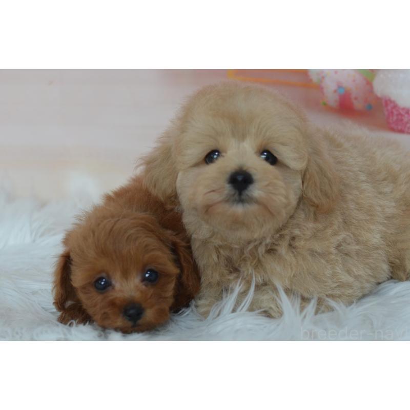 販売中の埼玉県のミックス犬-392914の8枚目