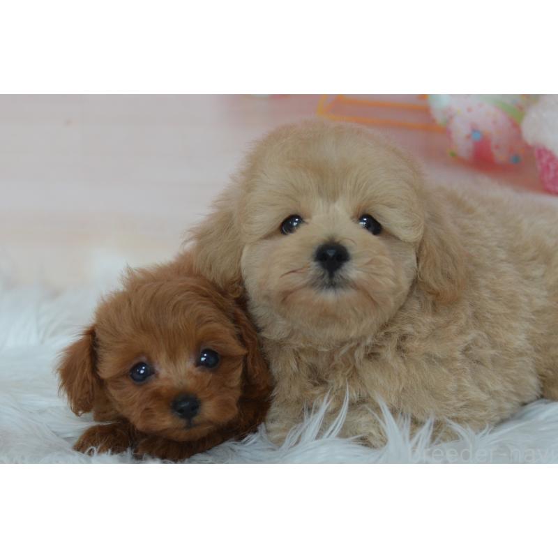 販売中の埼玉県のミックス犬-392914の7枚目