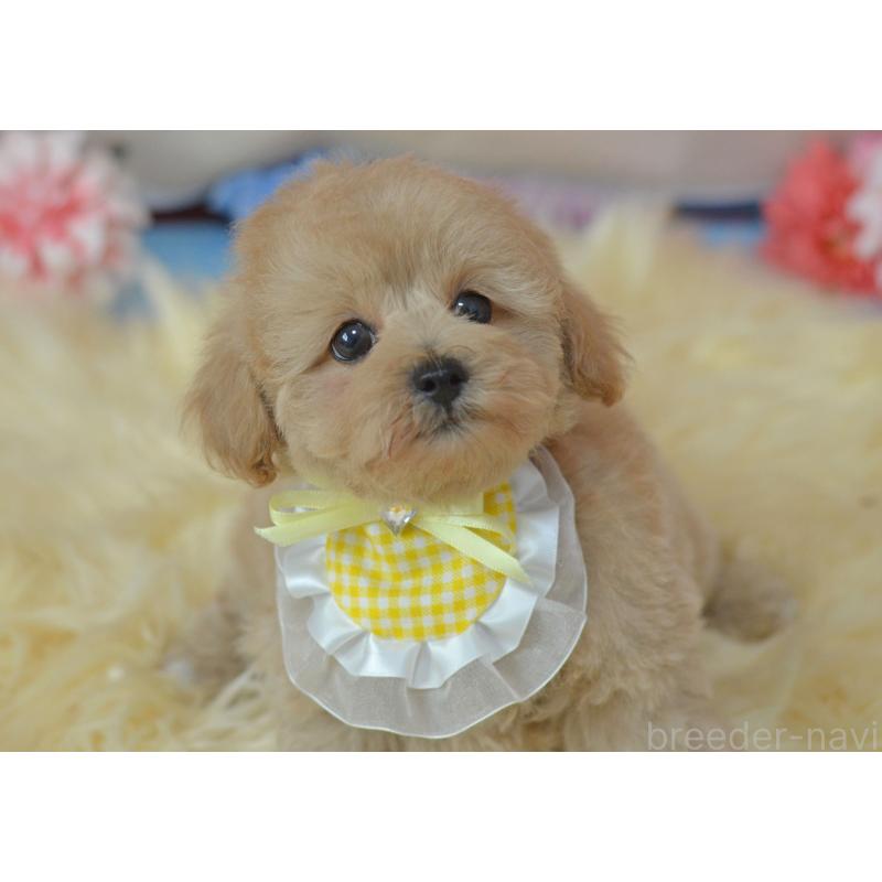 販売中の埼玉県のミックス犬-392914の6枚目