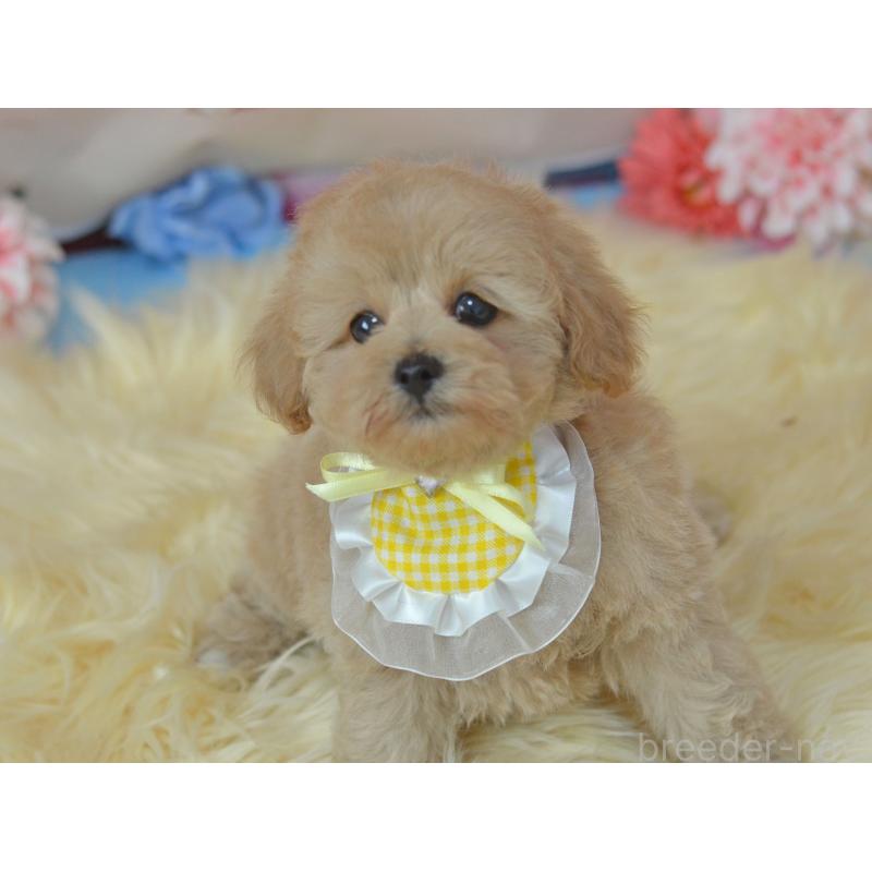 販売中の埼玉県のミックス犬-392914の5枚目