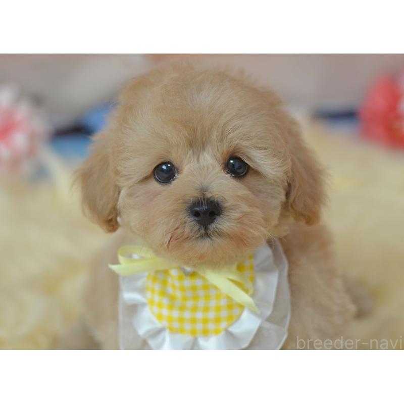 販売中の埼玉県のミックス犬-392914の4枚目