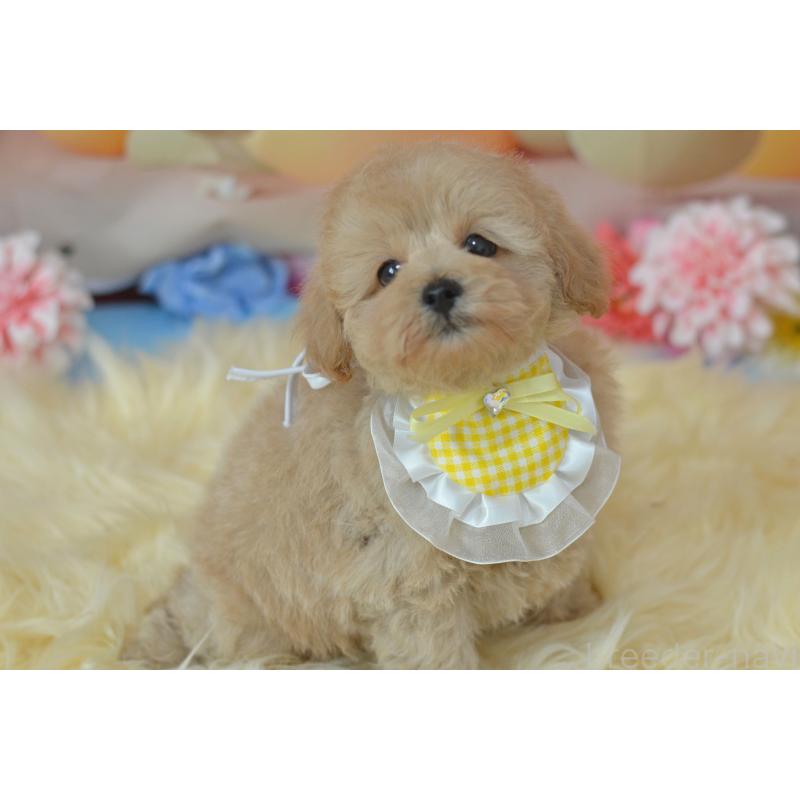 販売中の埼玉県のミックス犬-392914の3枚目
