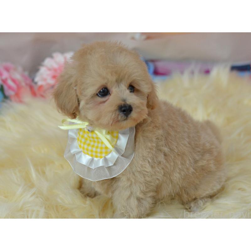 販売中の埼玉県のミックス犬-392914の2枚目