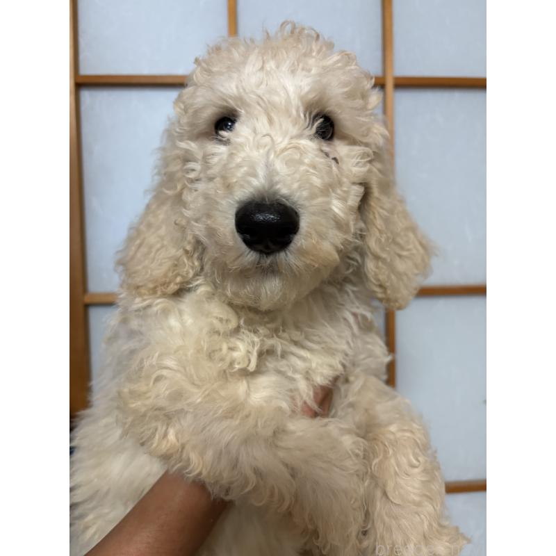 成約済の愛知県のスタンダードプードル-393912の1枚目