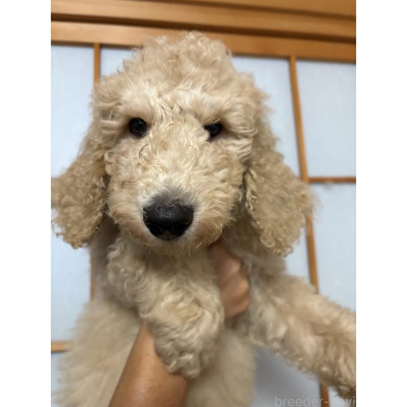 販売中の愛知県のスタンダードプードル-393915