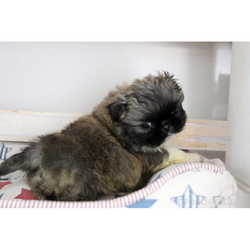 販売中の岡山県のペキニーズ-399476の7枚目