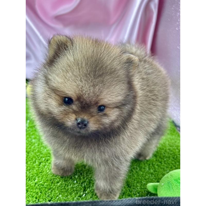 販売中の茨城県のポメラニアン-399489の9枚目