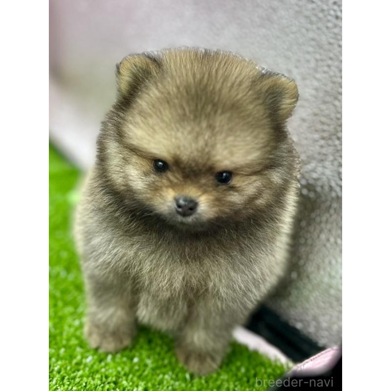 販売中の茨城県のポメラニアン-399489の4枚目