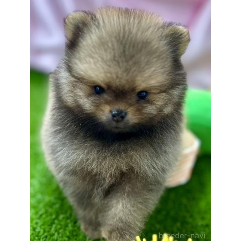 販売中の茨城県のポメラニアン-399489の3枚目