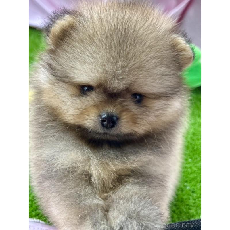 成約済の茨城県のポメラニアン-397652の2枚目