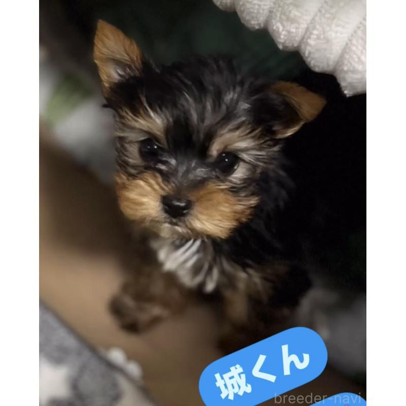販売中の埼玉県のヨークシャーテリア-391573の2枚目
