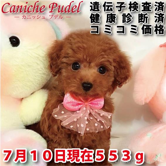 販売中の岐阜県のトイプードル-395009
