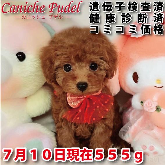 販売中の岐阜県のトイプードル-394404