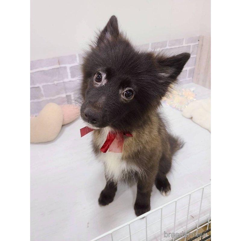 販売中の東京都のミックス犬-375988の2枚目