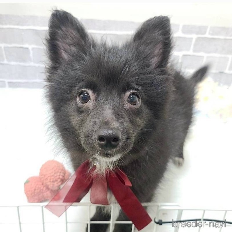 販売中の東京都のミックス犬-375989
