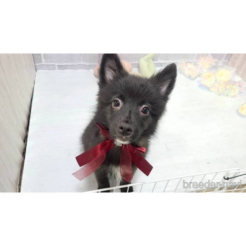 販売中の東京都のミックス犬-375986の2枚目