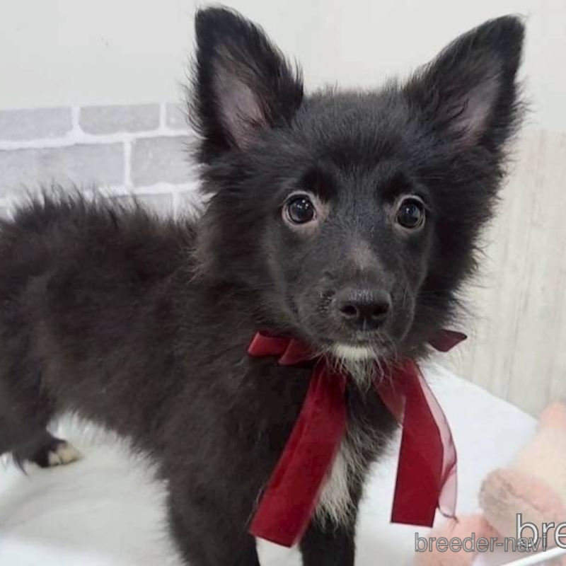 販売中の東京都のミックス犬-375985