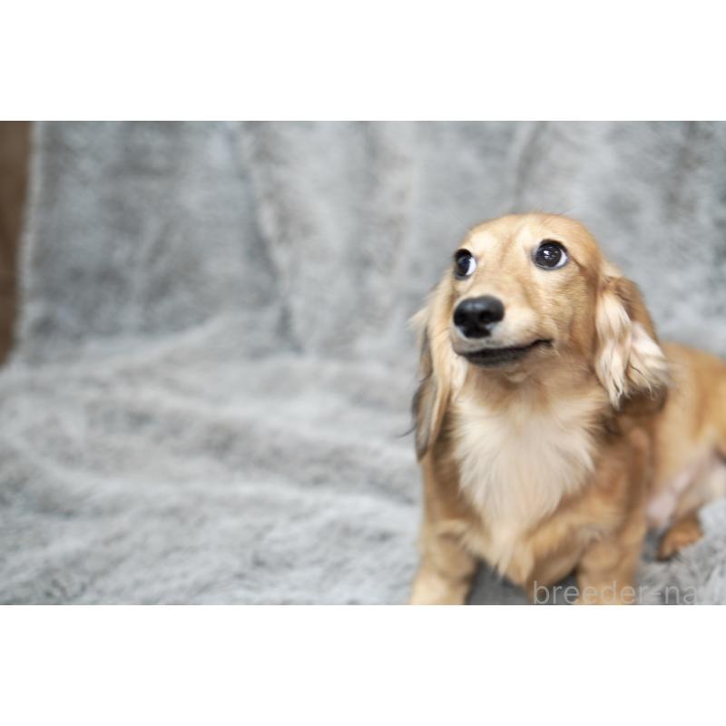 成約済の滋賀県のカニンヘンダックスフンド(ロングヘアード)-394099の11枚目