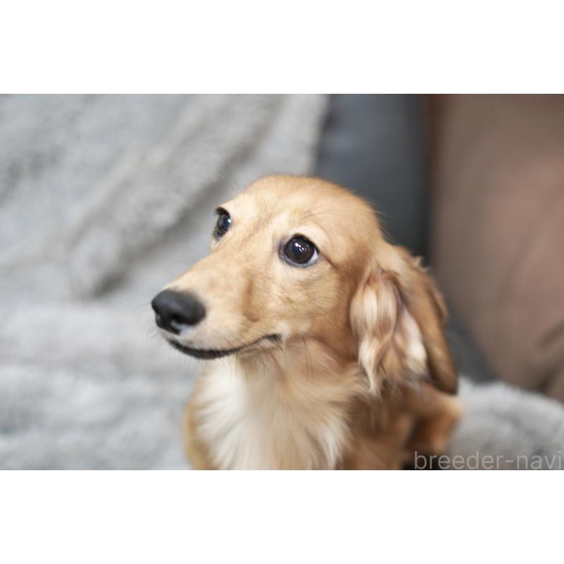 成約済の滋賀県のカニンヘンダックスフンド(ロングヘアード)-394099の10枚目