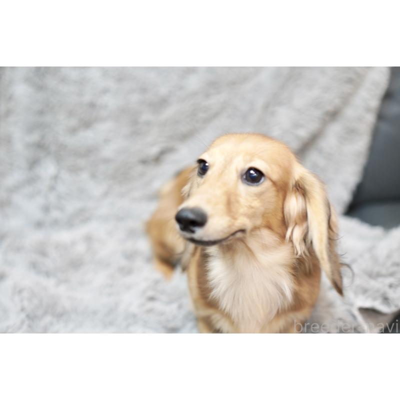 成約済の滋賀県のカニンヘンダックスフンド(ロングヘアード)-394099の9枚目