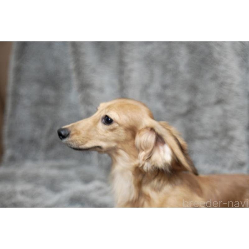 成約済の滋賀県のカニンヘンダックスフンド(ロングヘアード)-394099の7枚目