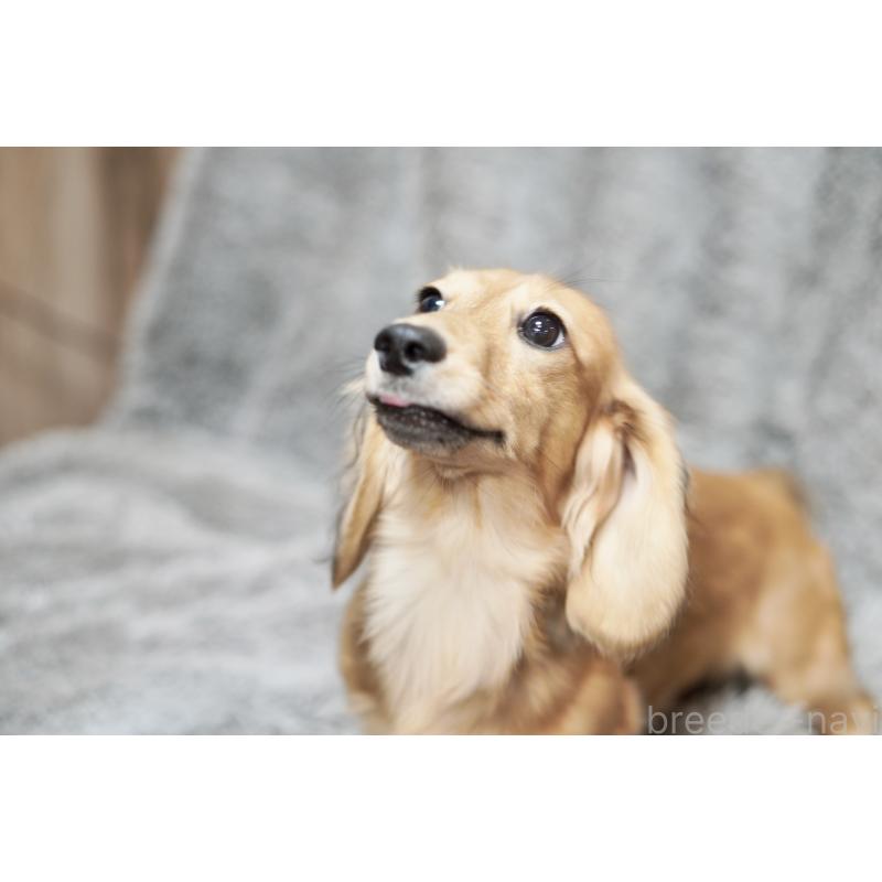 成約済の滋賀県のカニンヘンダックスフンド(ロングヘアード)-394099の5枚目