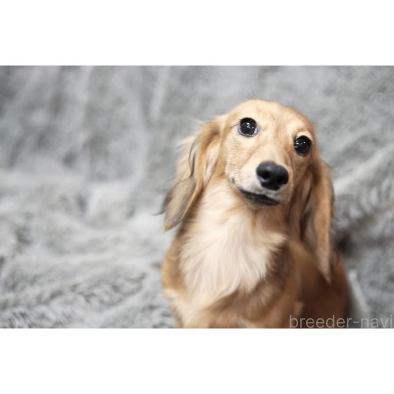 成約済の滋賀県のカニンヘンダックスフンド(ロングヘアード)-394099の3枚目