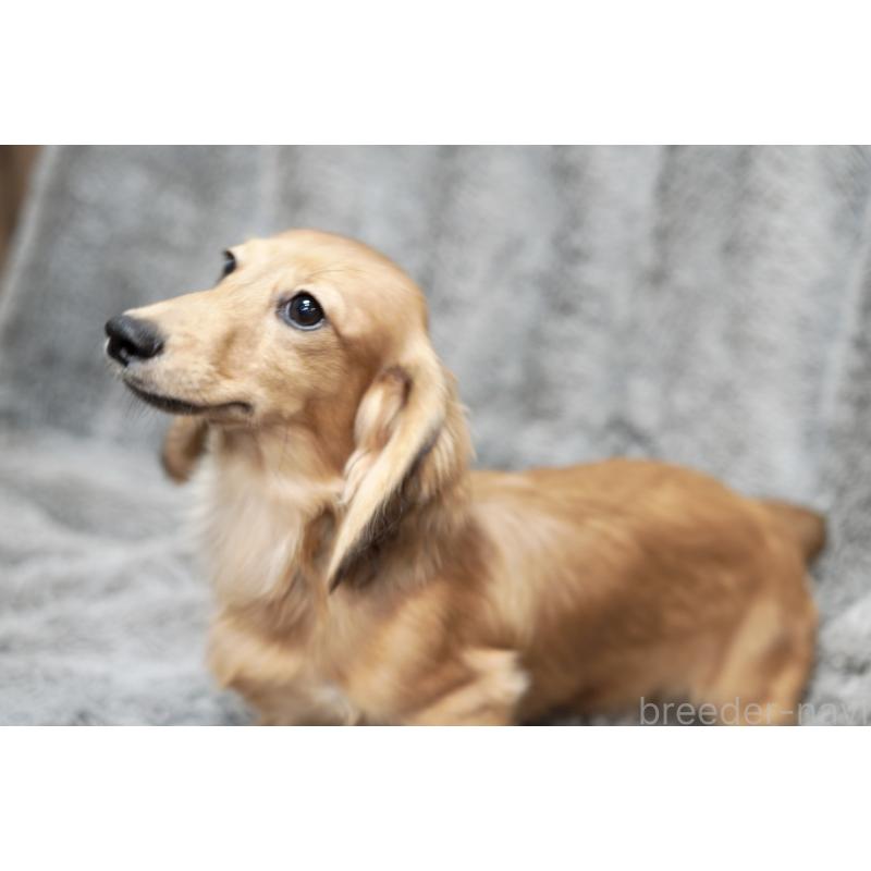 成約済の滋賀県のカニンヘンダックスフンド(ロングヘアード)-394099の2枚目