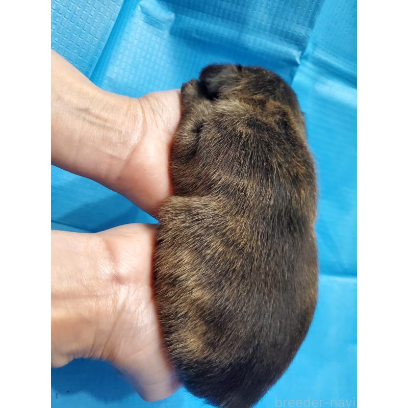 販売中の埼玉県のフレンチブルドッグ-399339の4枚目
