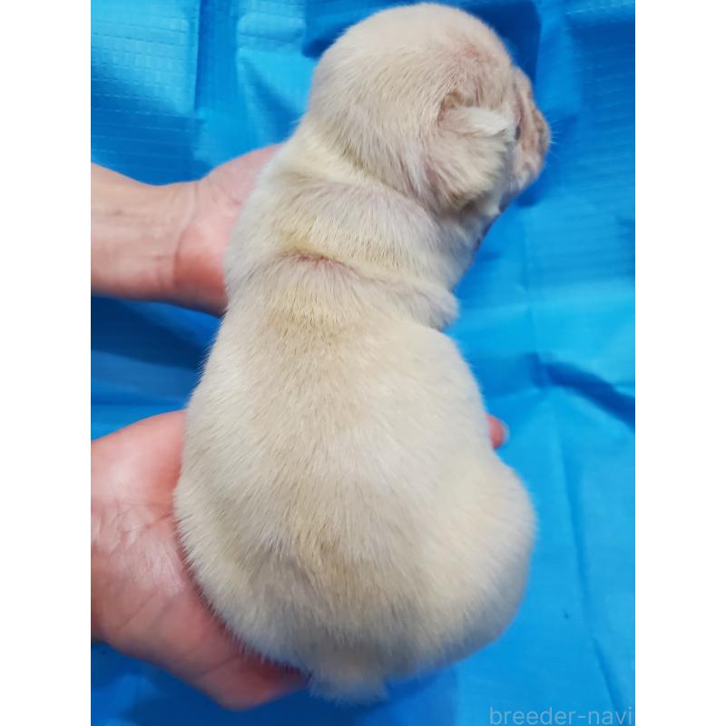 販売中の埼玉県のフレンチブルドッグ-399340の4枚目