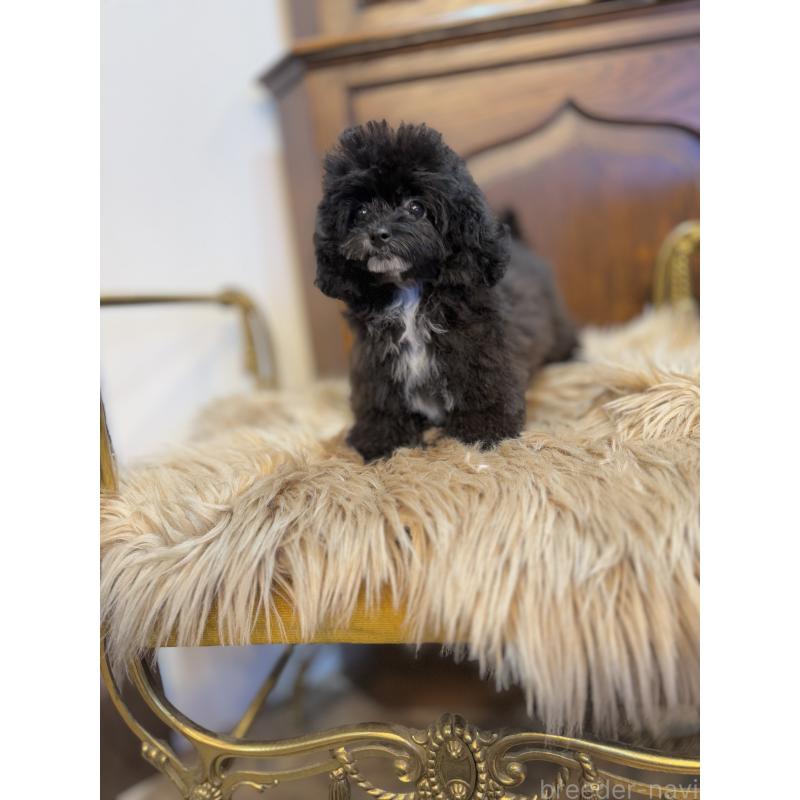 販売中の京都府のミックス犬-399352の8枚目