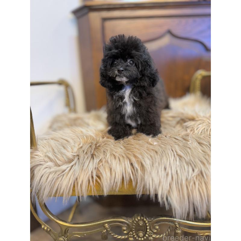 販売中の京都府のミックス犬-399352の7枚目