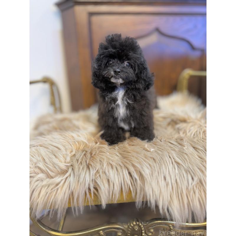 販売中の京都府のミックス犬-399352の6枚目