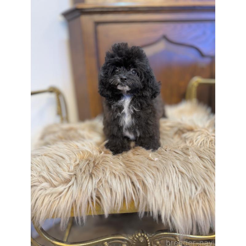 販売中の京都府のミックス犬-399352の5枚目