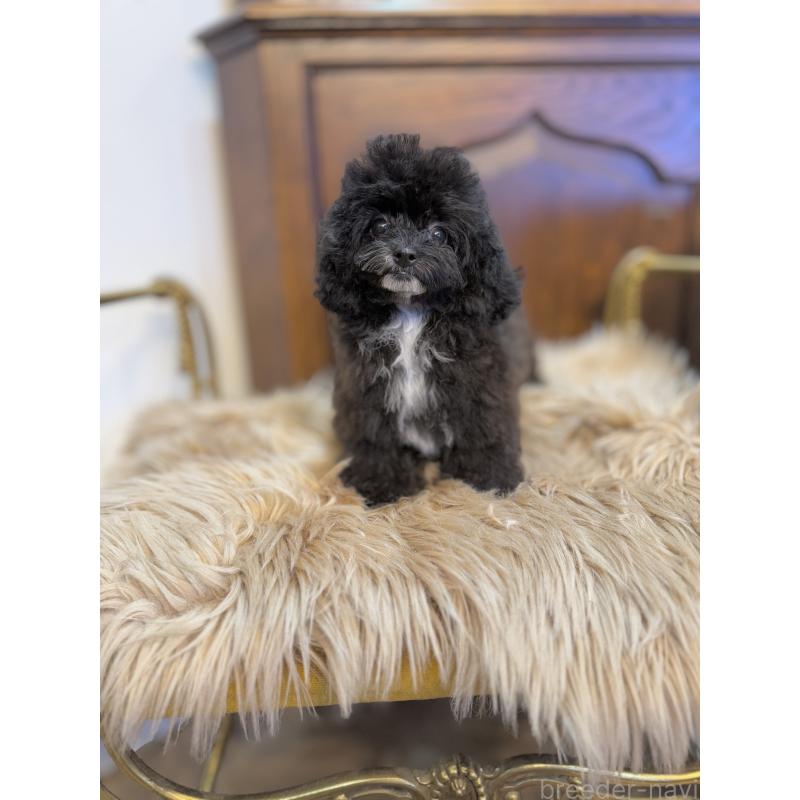 販売中の京都府のミックス犬-399352の4枚目