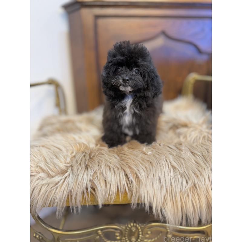 販売中の京都府のミックス犬-399352の3枚目