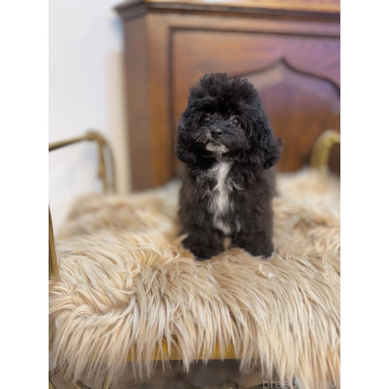 販売中の京都府のミックス犬-399352の2枚目