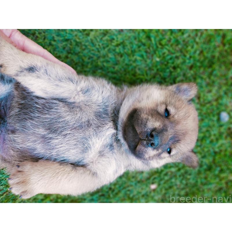 販売中の北海道の北海道犬-398938の8枚目