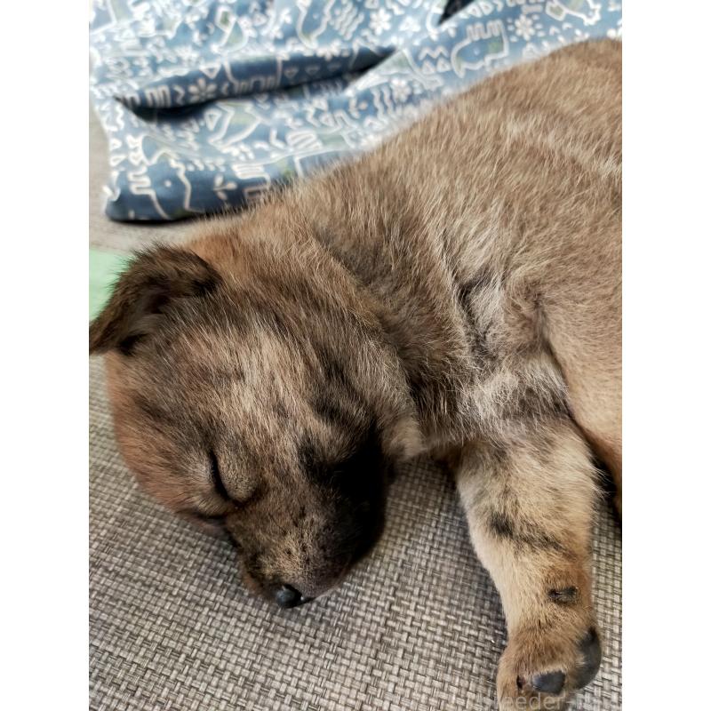 販売中の北海道の北海道犬-398938の7枚目