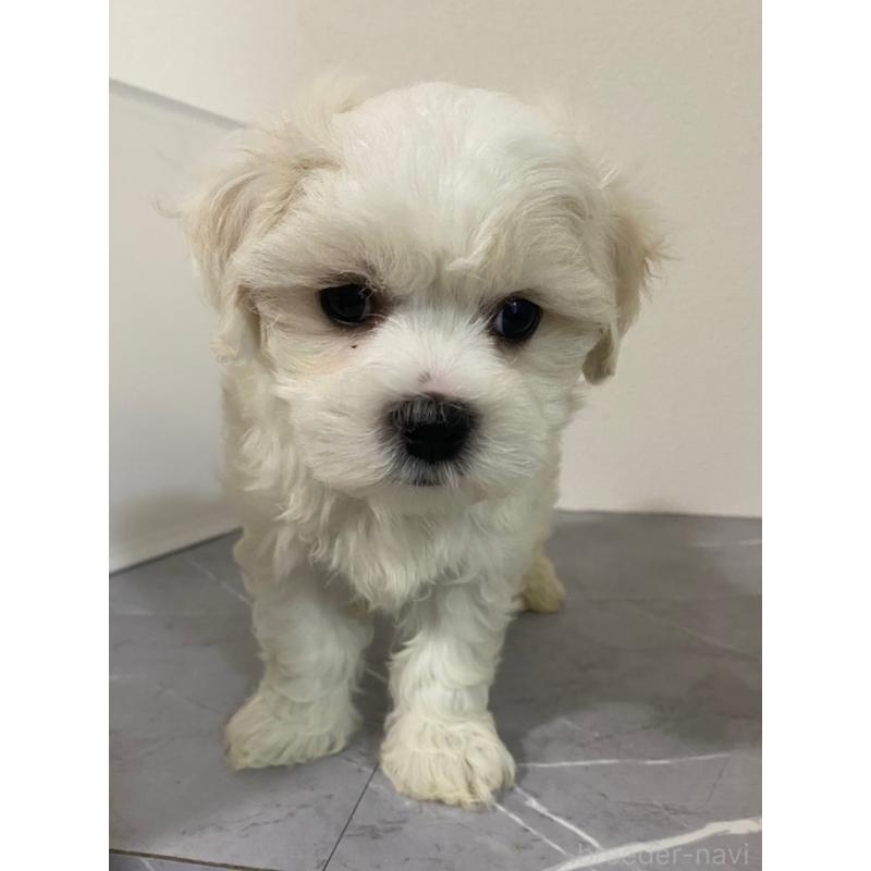 販売中の宮崎県のマルプー:マルチーズ×トイプードル-392586